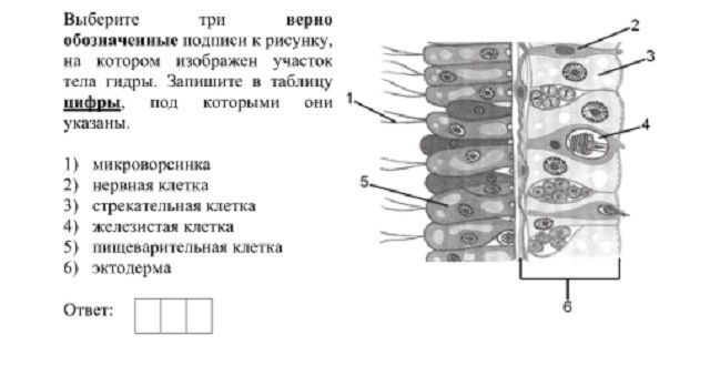 Блекспрут через тор