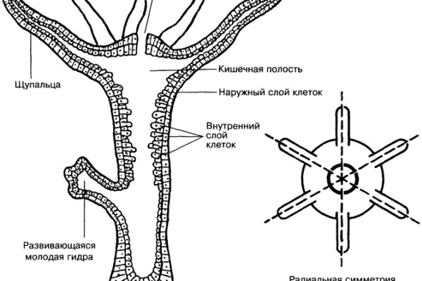 Блэк спрут оригинальная ссылка tor wiki online